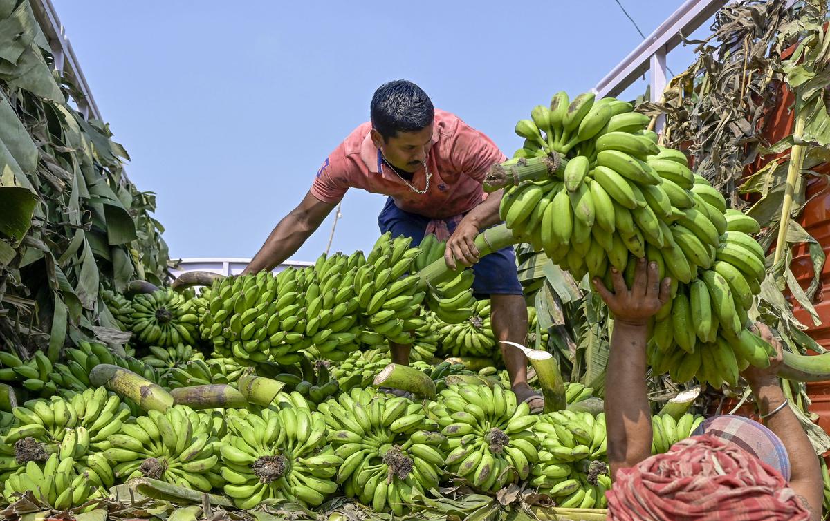 Banana, the highly nutritious fruit