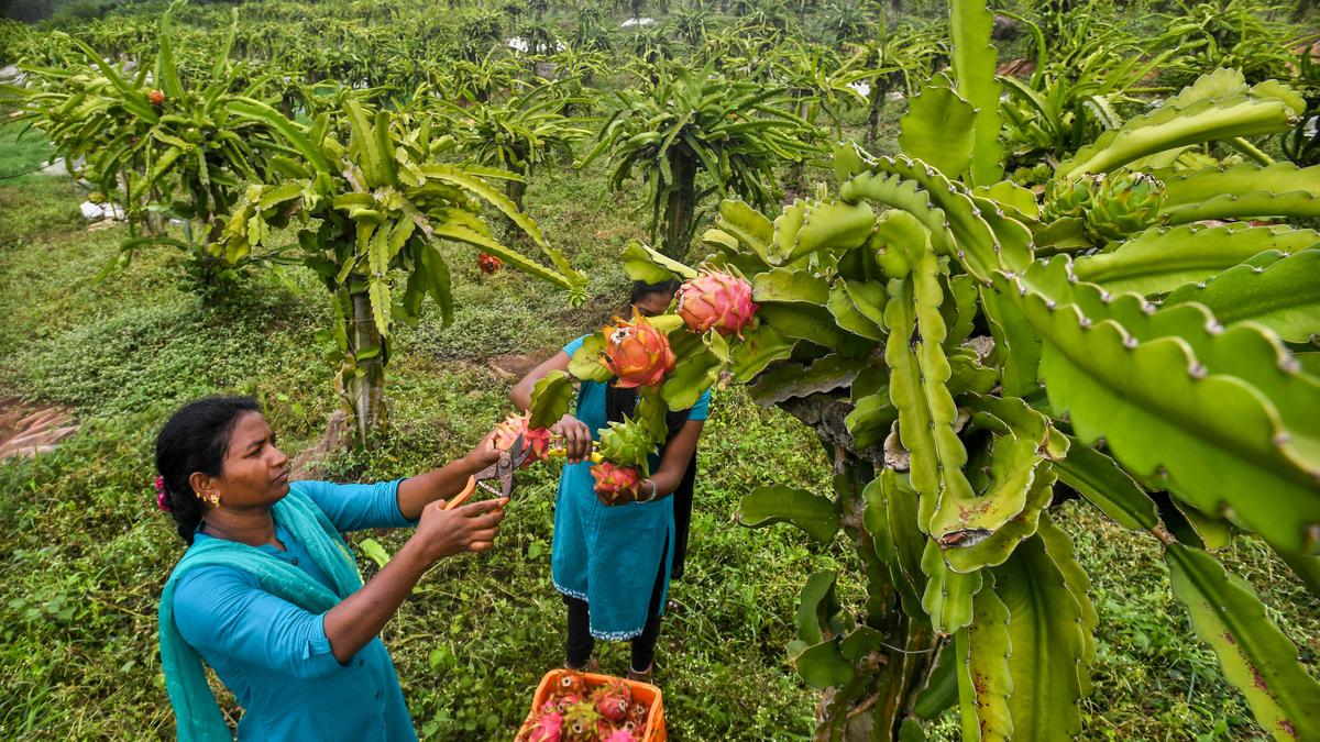 Dragon fruit: a super-fruit in the Eastern Ghats near Visakhapatnam