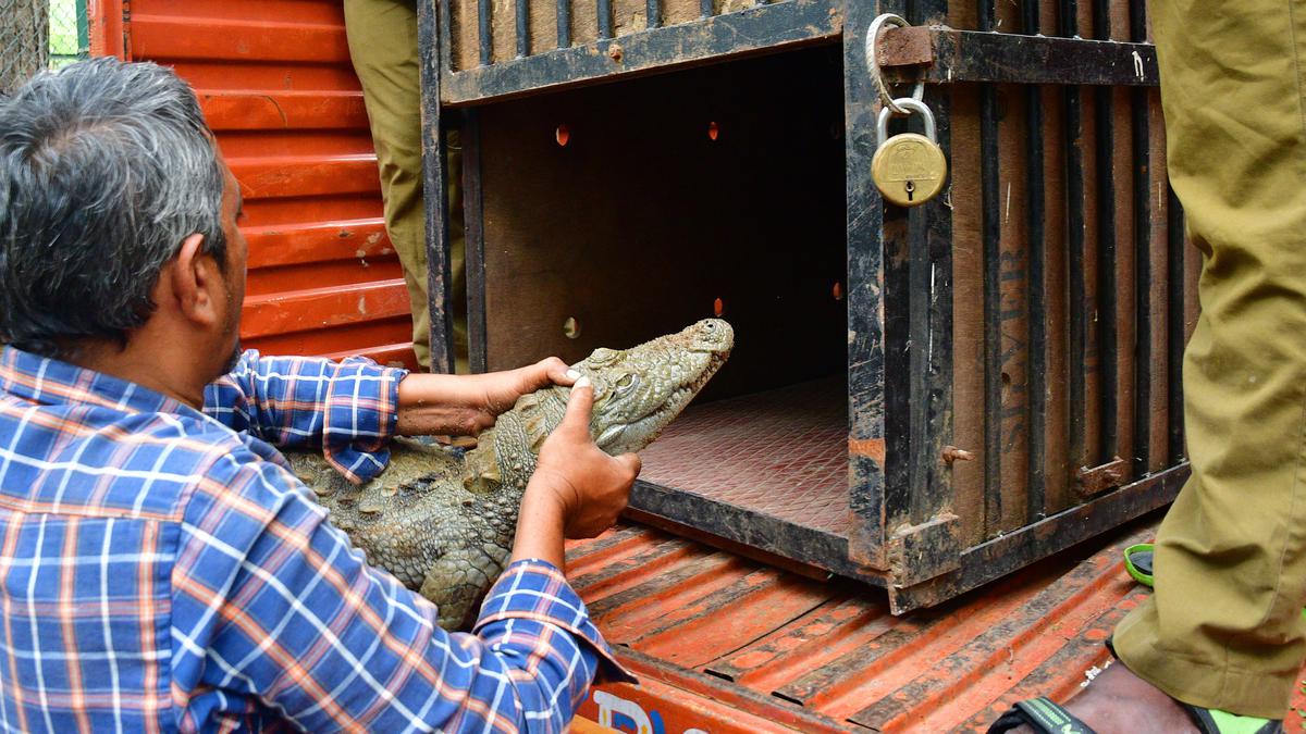 Birds, reptiles of Coimbatore’s landmark VOC Park Zoo shifted to Vandalur, Vellore