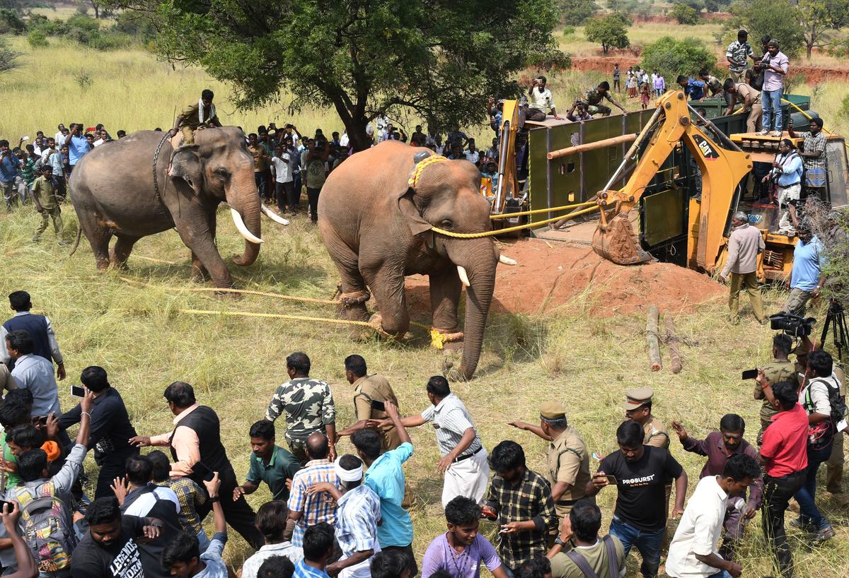 Chinna Thambi (right), a wild elephant that had been raiding farms and houses in Thadagam Valley, captured in 2019.