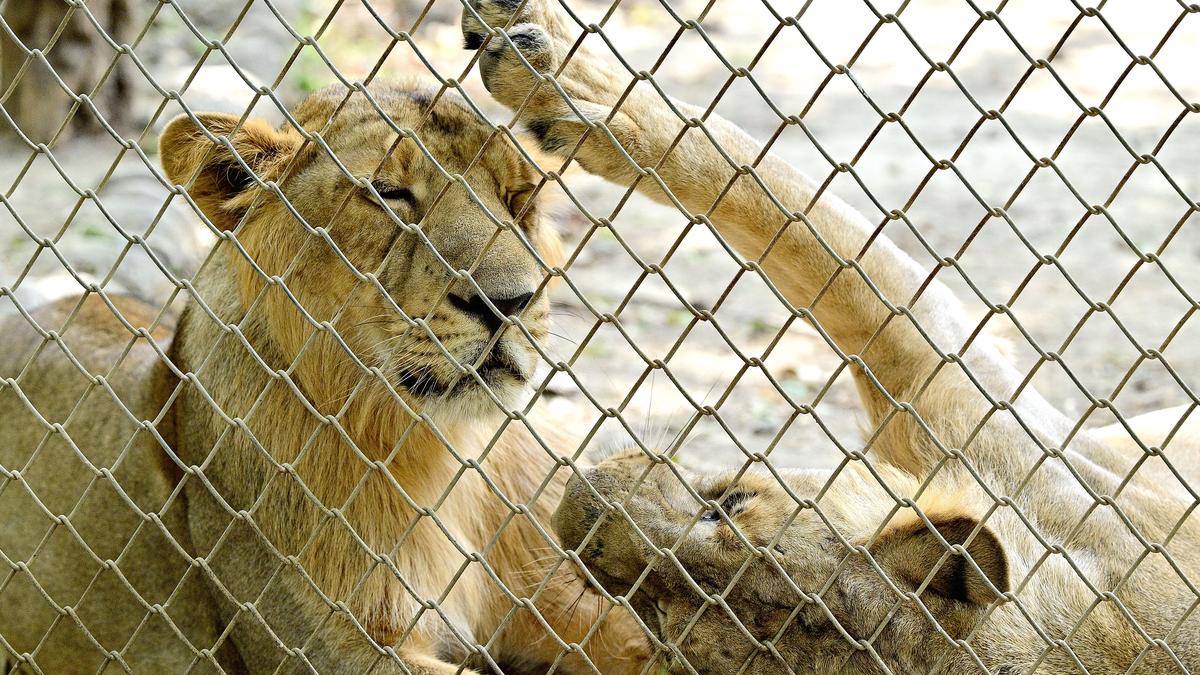 286 lions, 456 leopards died in Gujarat in two years, says Forest Minister in Assembly