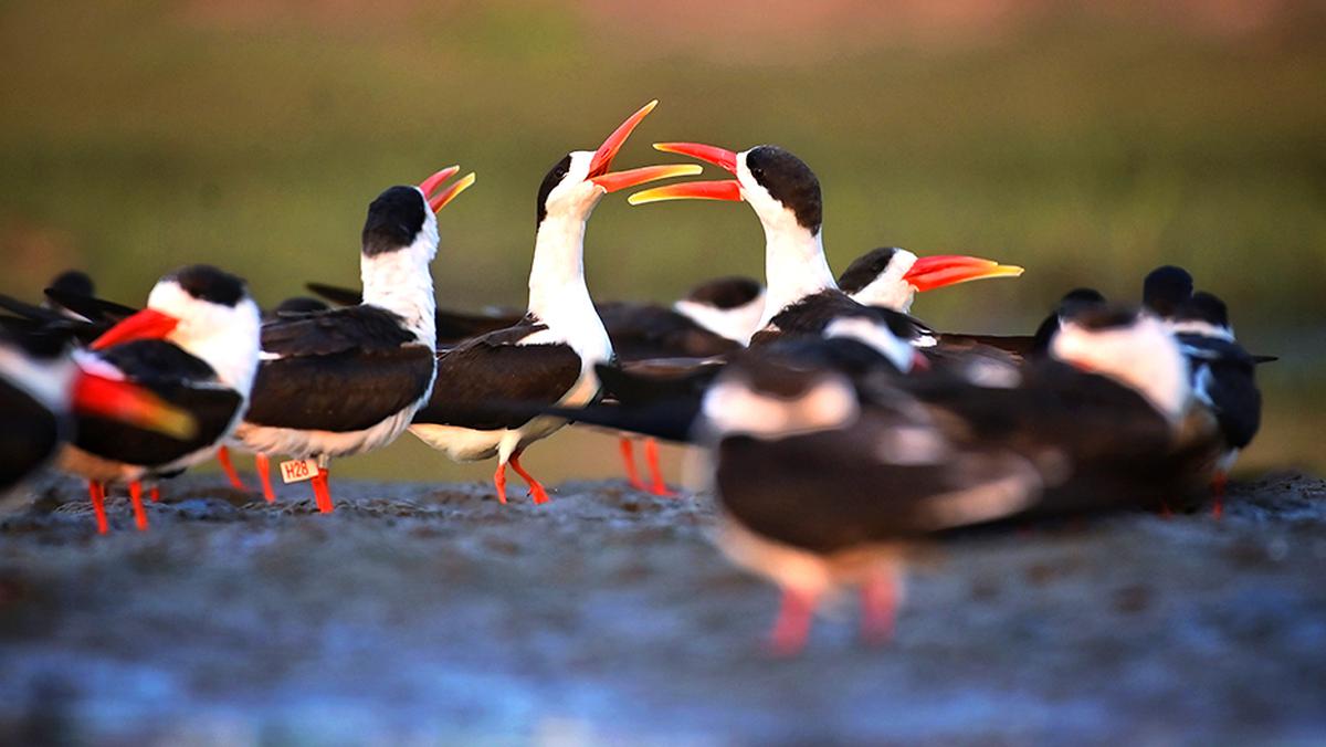 Indian Skimmer 