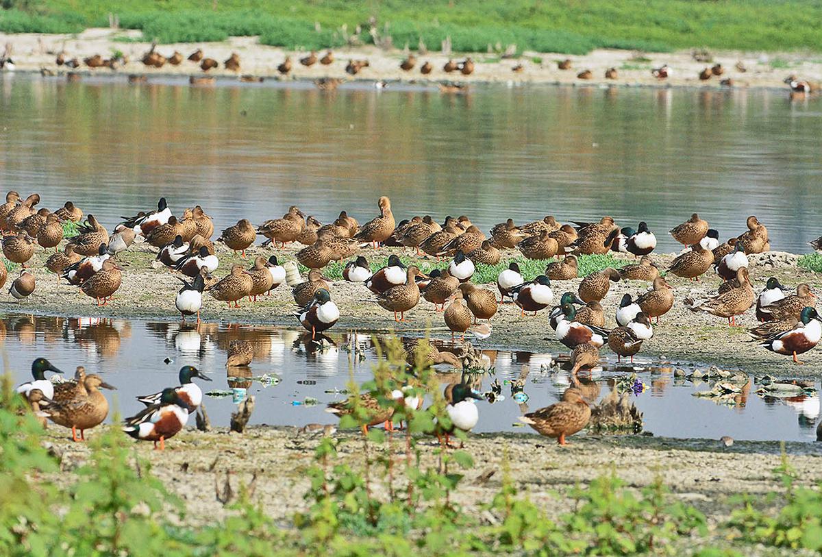 India has a special role to play in protecting migratory birds - Wetlands scientist