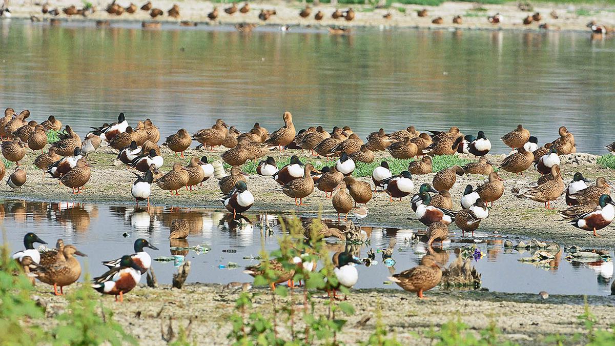 India has a special role to play in protecting migratory birds: Wetlands scientist