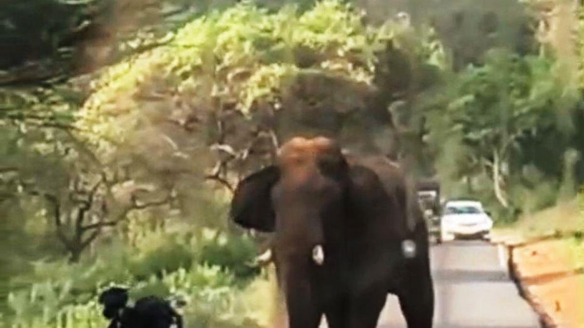 Two-wheeler rider narrowly escapes wild elephant attack near Chinnar Wildlife Sanctuary