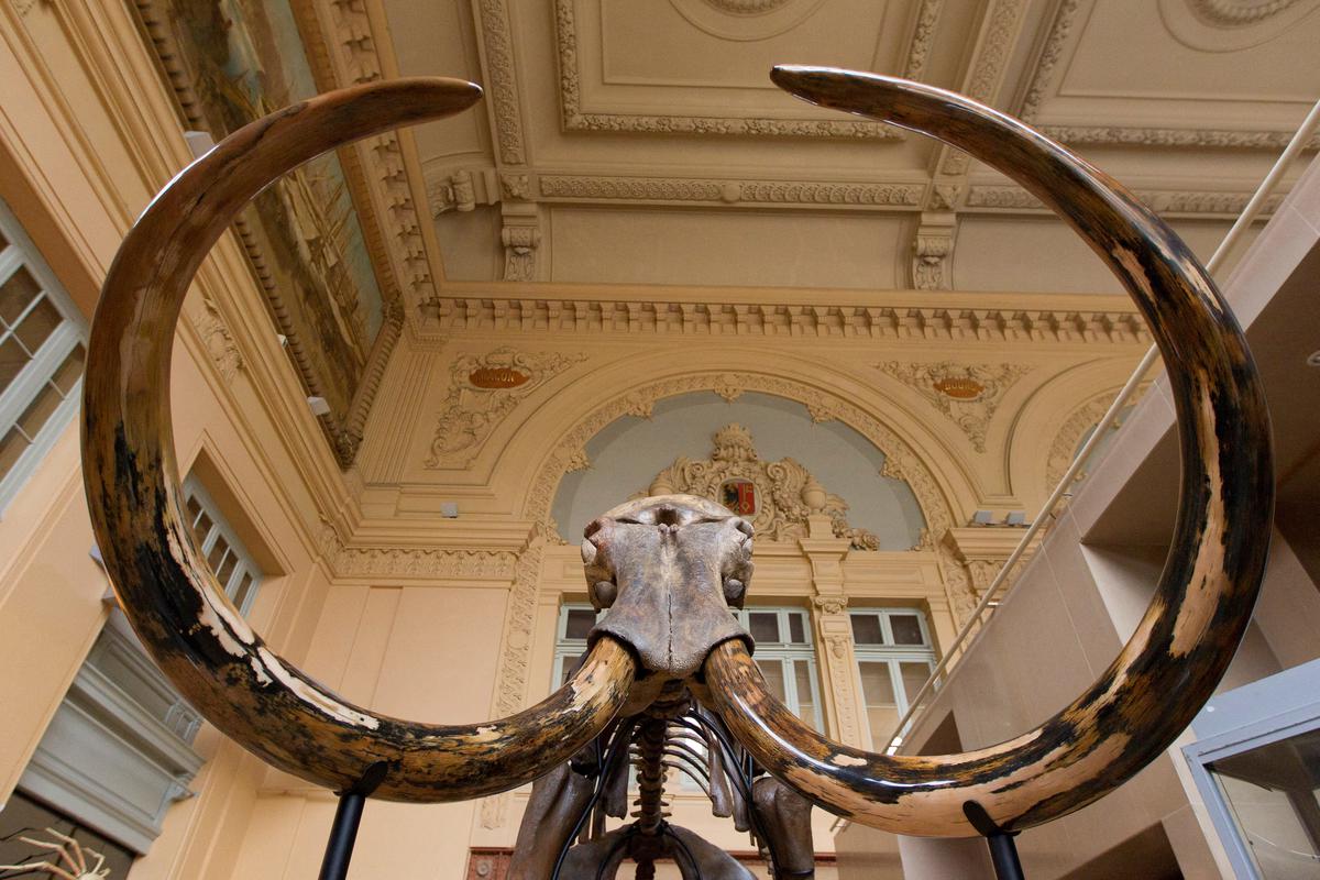 The species, which arose at a time when Earth’s climate was cooling, inhabited parts of northern Eurasia and North America.
