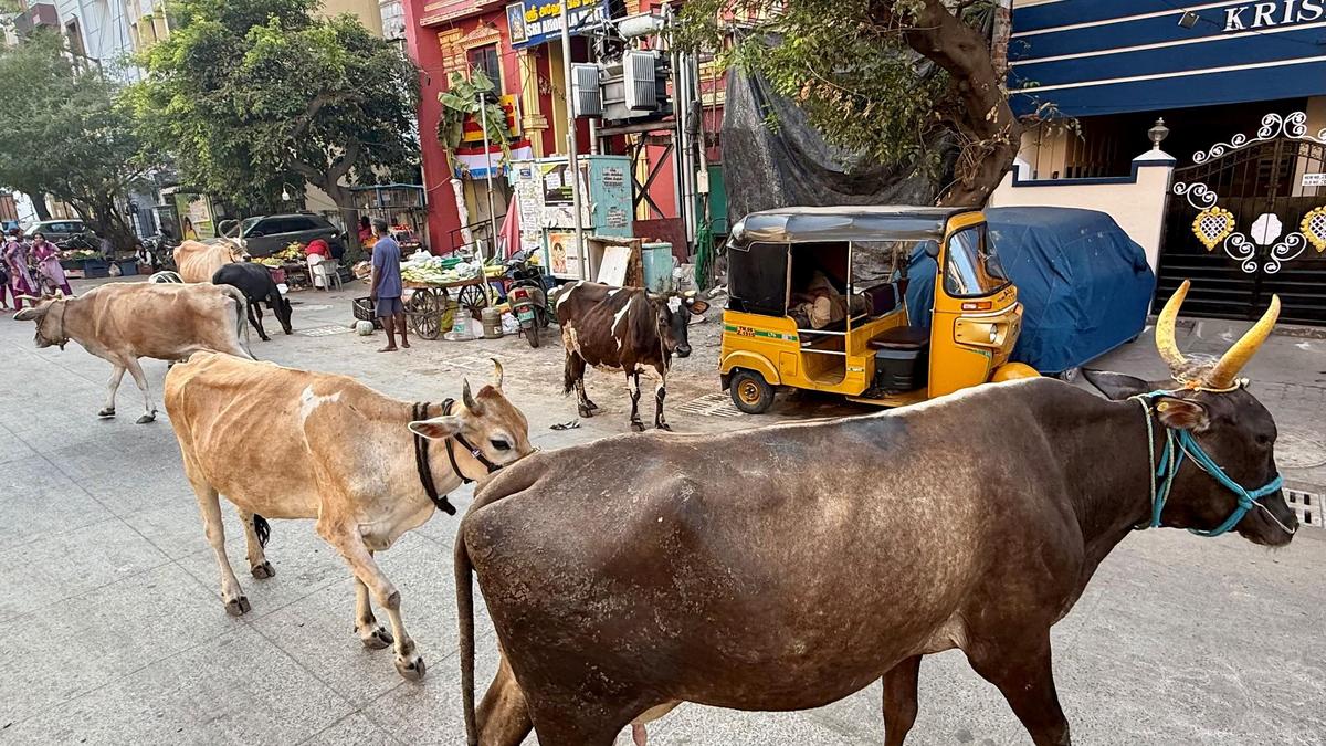 A troublesome trifecta in Triplicane