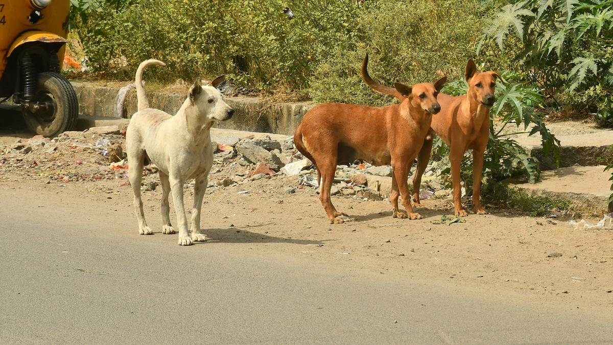 Seven-month-old boy mauled to death by stray dogs in Bhopal
