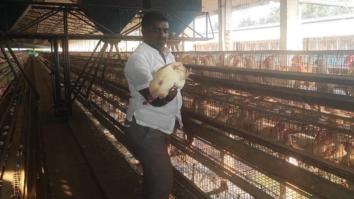 SoPs implemented at Eluru village after bird flu confirmed; Collector warns against spreading rumours