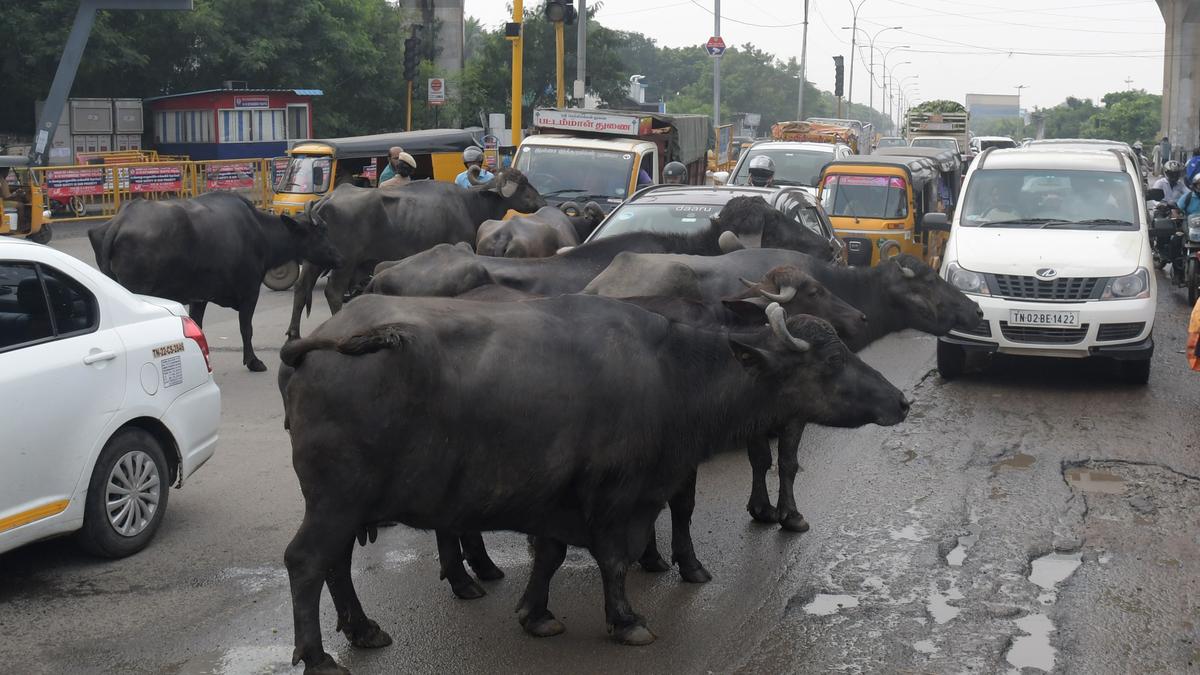 Chennai woman injured as enraged buffalo drags her&nbsp;along road