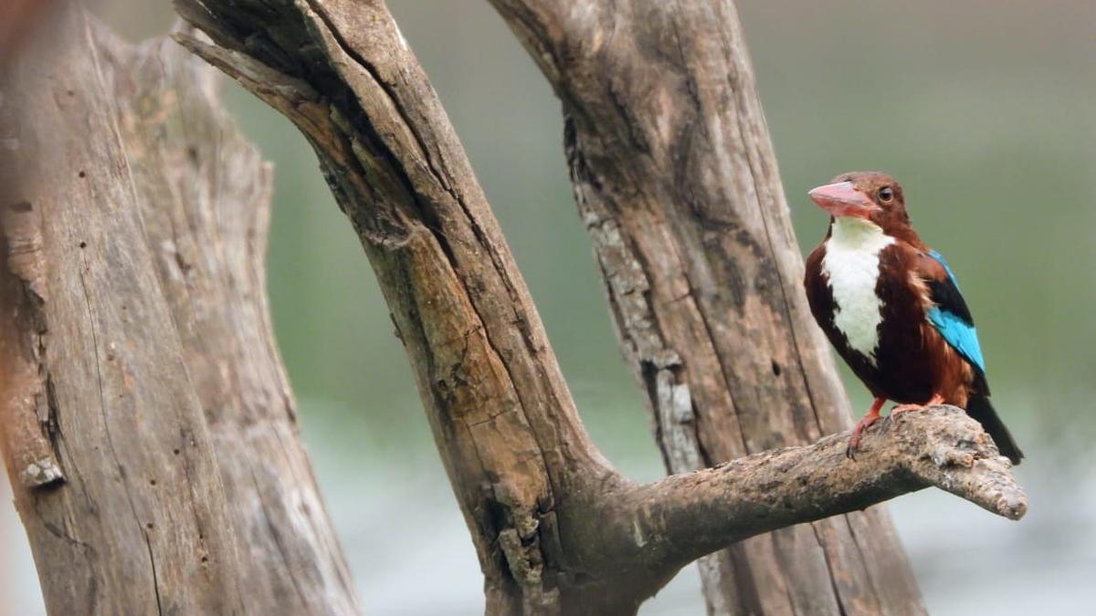 Birds and birders of Bengaluru