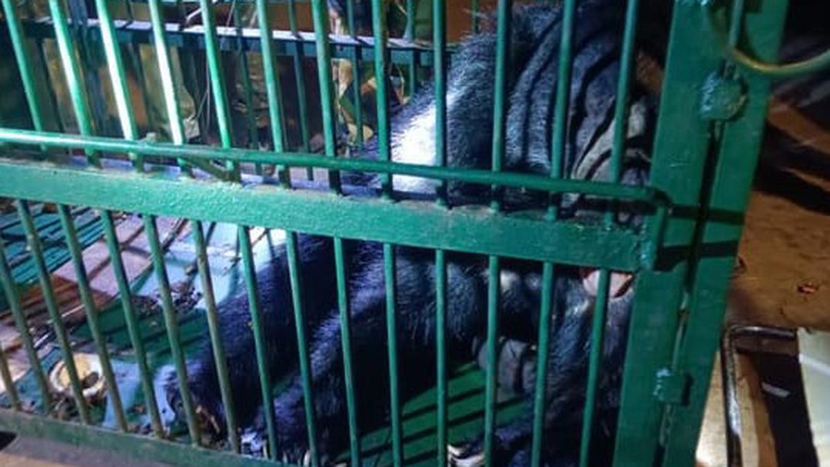 Sloth bear walks into cage near Srisailam