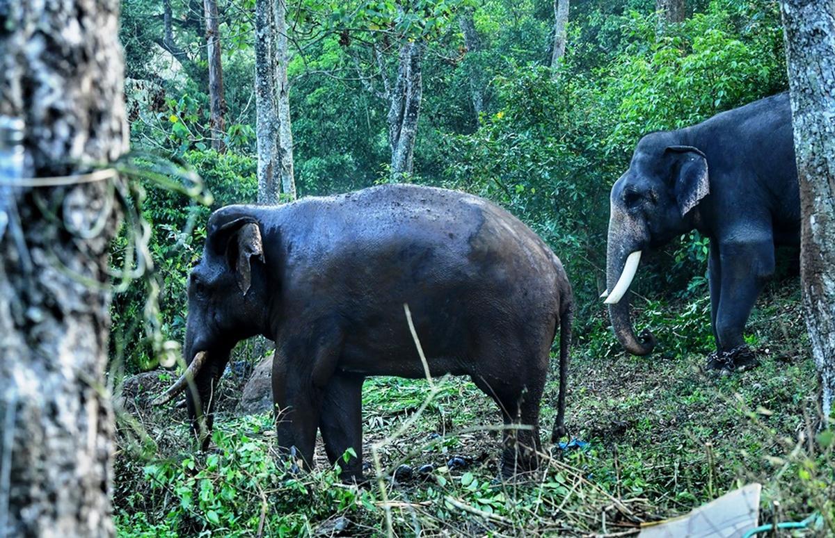 Kumki elephants Surya and Vikaram at Chinnakkanal in Idukki for the operation to dart wild  tusker Arikompan.