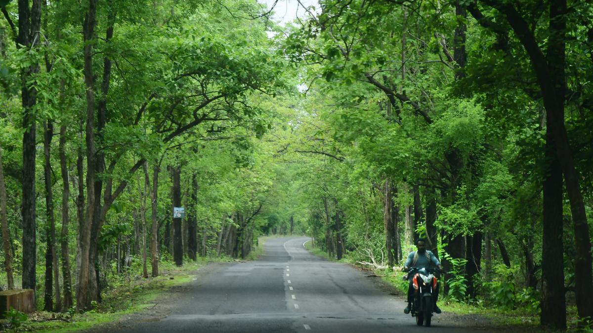 Around 1,78,261 ha of compensatory afforestation raised; 85% of planned area achieved; gaps in fund use: CEC report