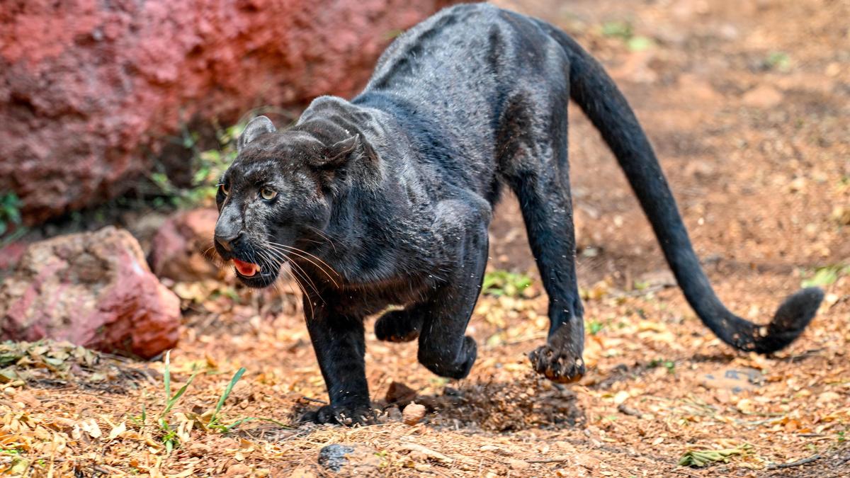 Black Panther returns to Vizag zoo after 40 years