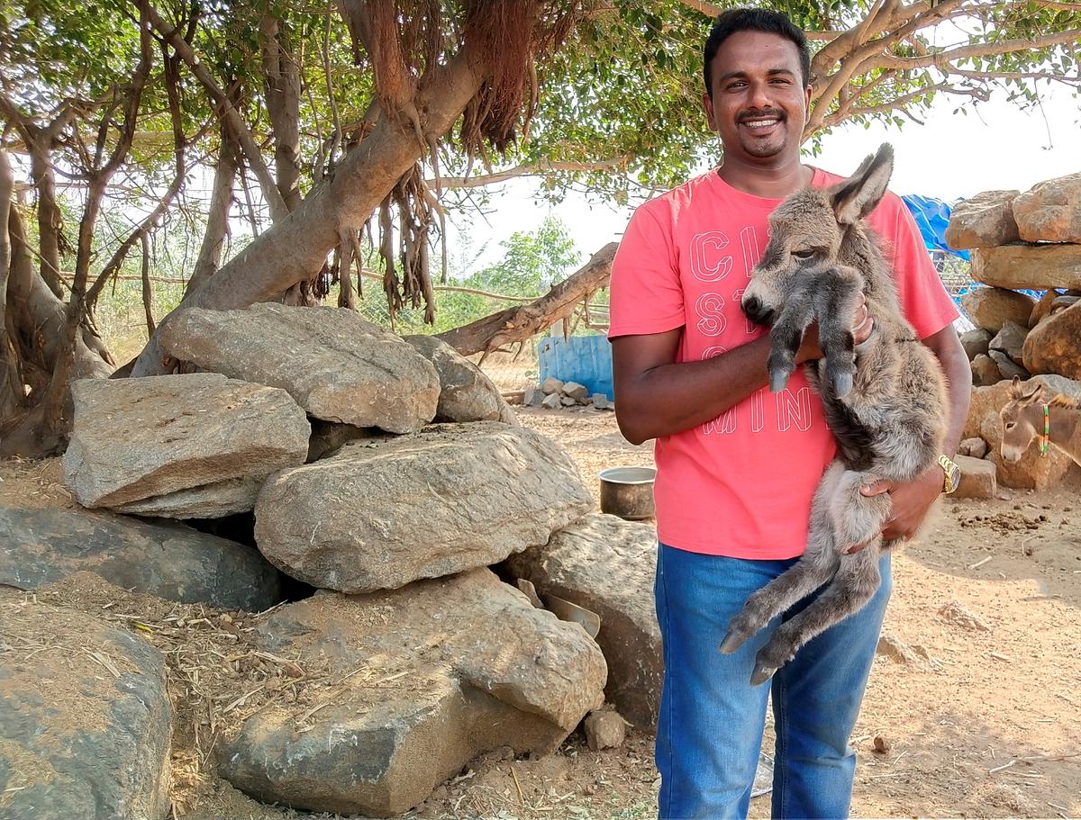 K. Naveen with a newborn donkey foal at his farm in Thuraiyur.