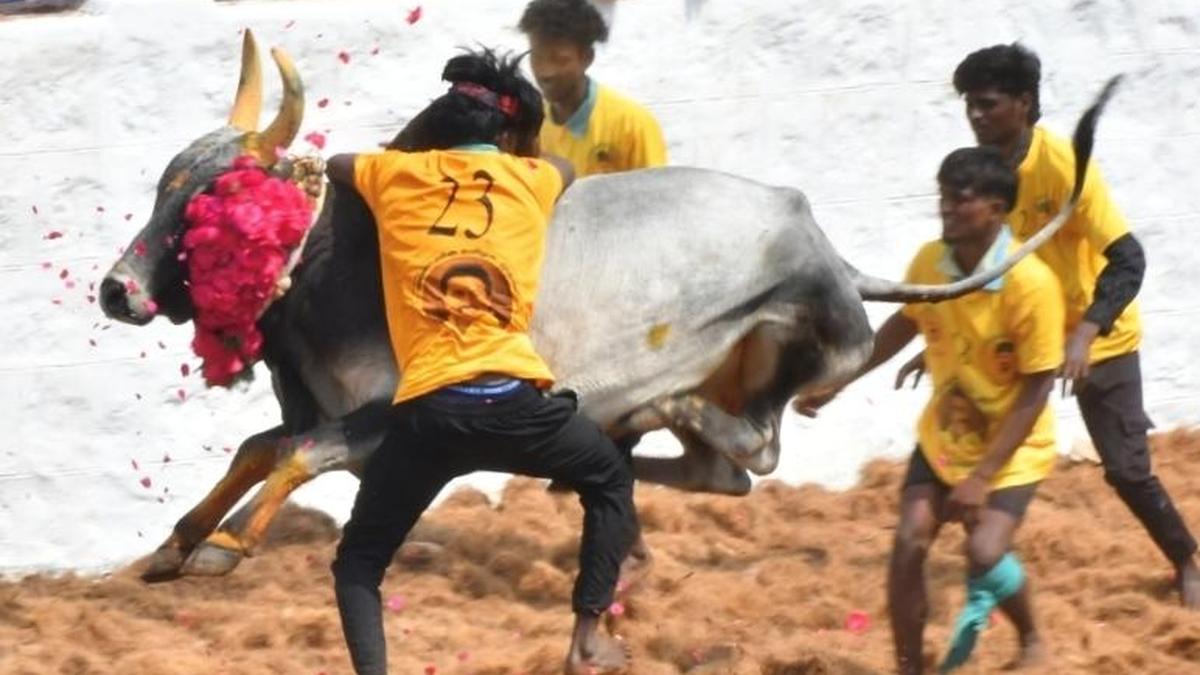 Siravayal majuvirattu in Sivaganga ends largely incident-free