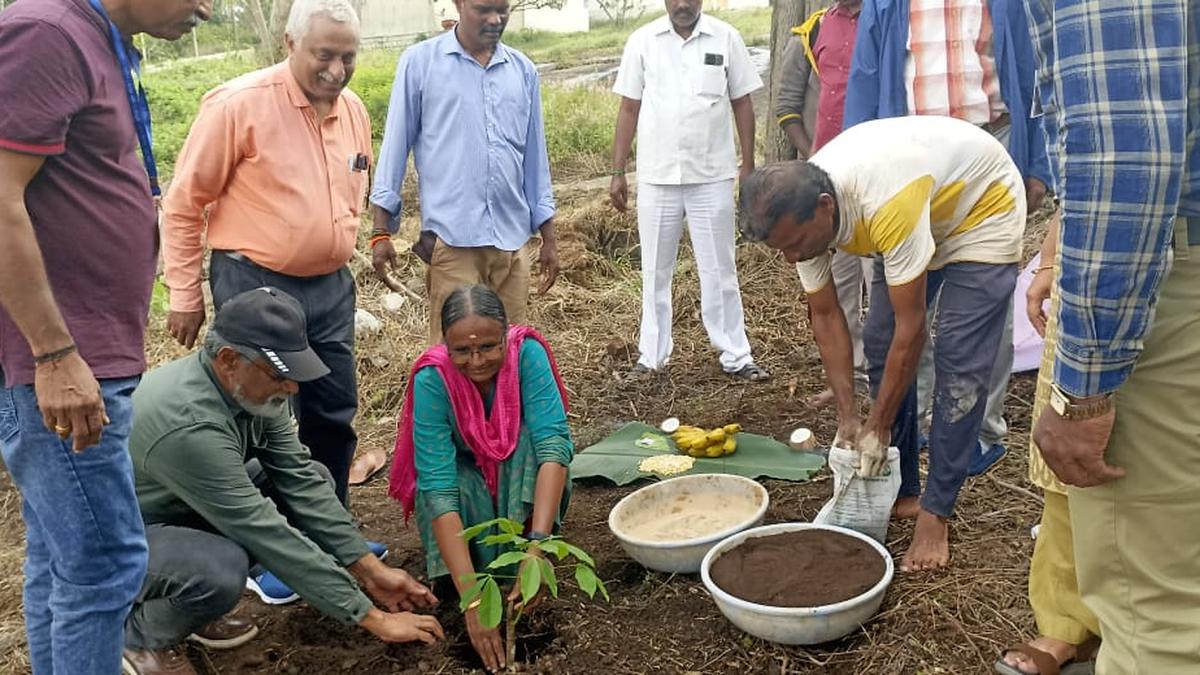 Rubber planted in Yercaud as an alternative crop for the first time