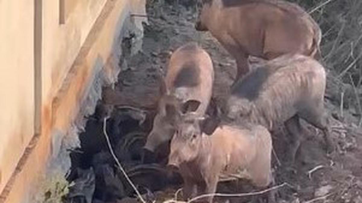 Local bodies told to implement  government order on eliminating wild boars