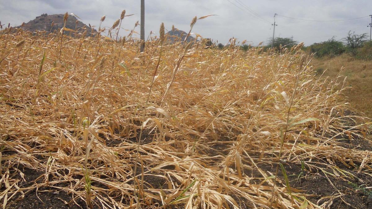 Dip in night temperature in Yadgir forces people to stay indoors for extended hours