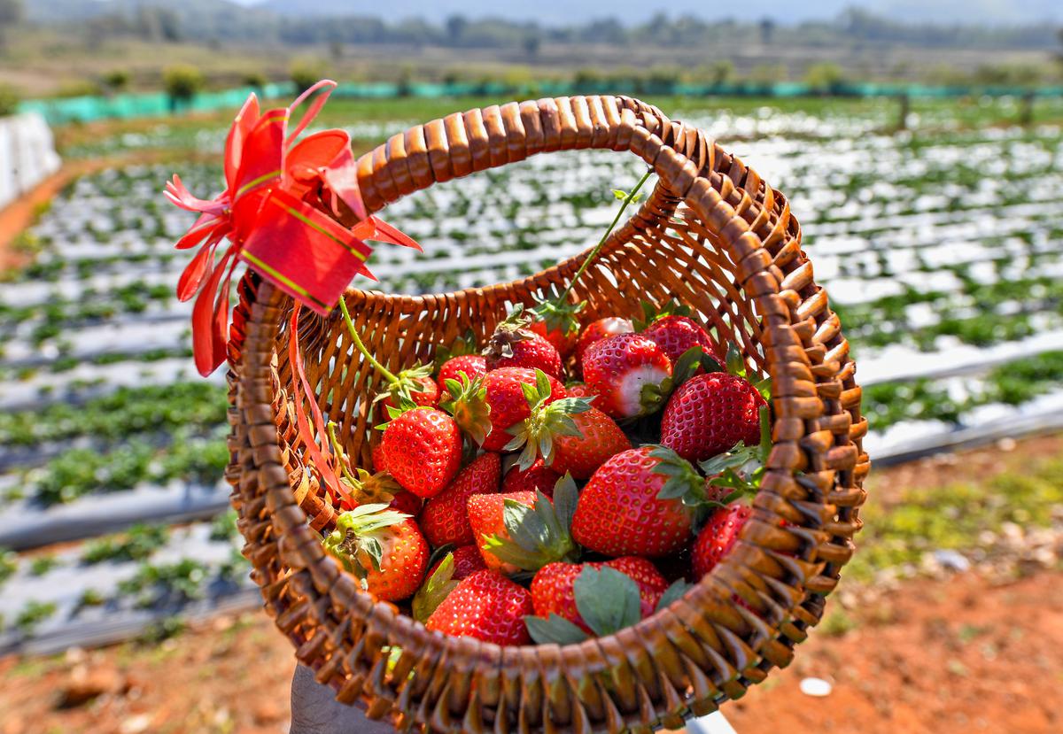 Strawberry farm at Pedalabudu village near Araku, 130 km from Visakhapatnam, where the strawberry picking has become a popular seasonal activity this winter.  