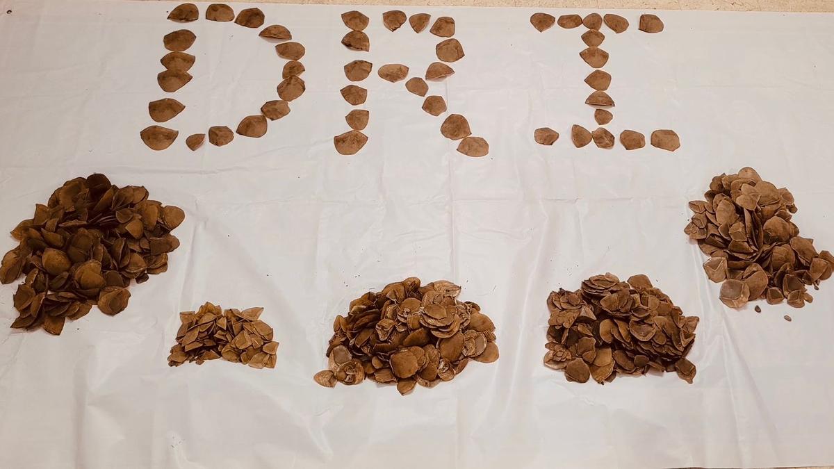 DRI seizes pangolin scales in Hanamkonda, four held