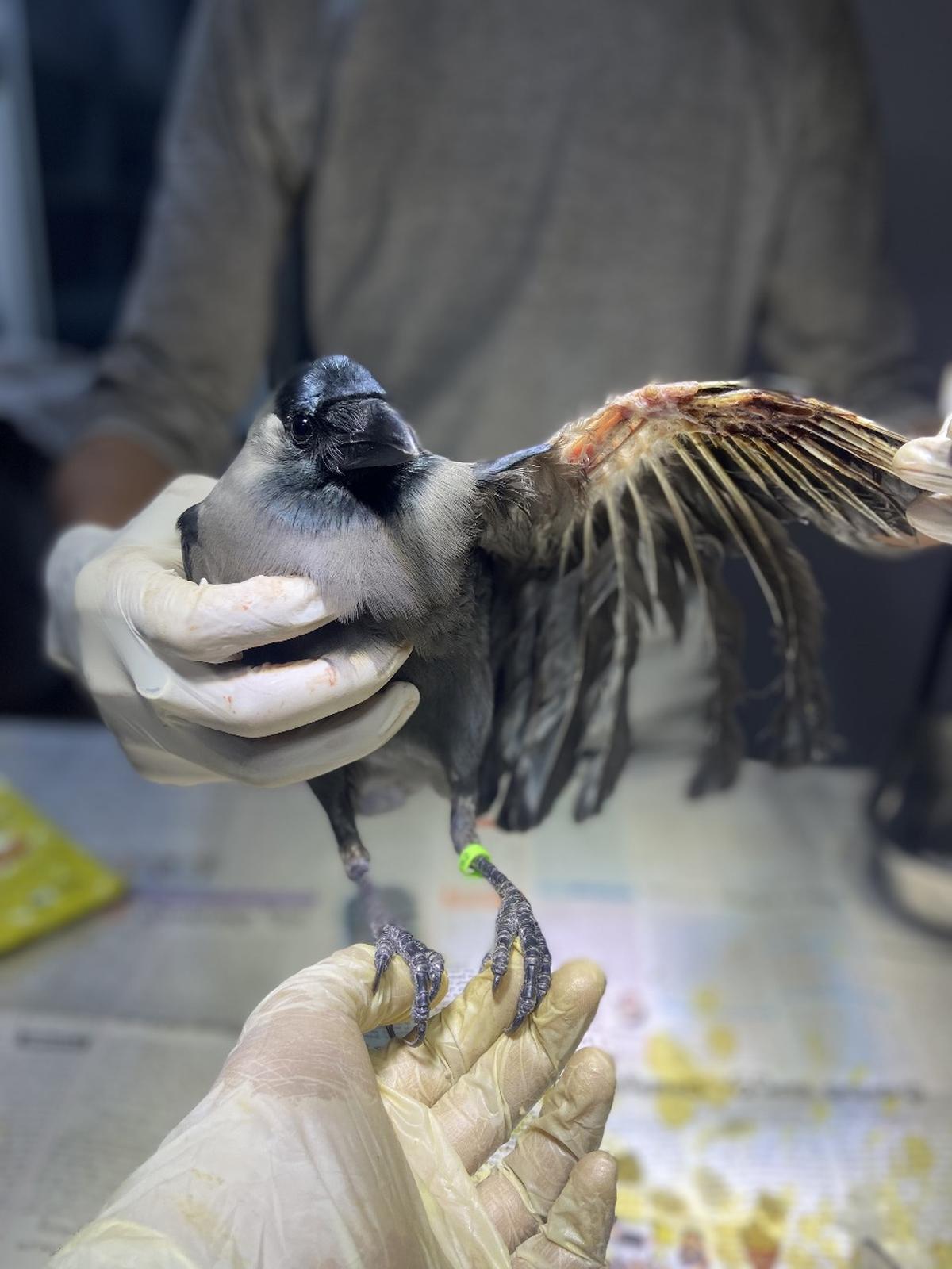 An injured crow was rescued during Diwali