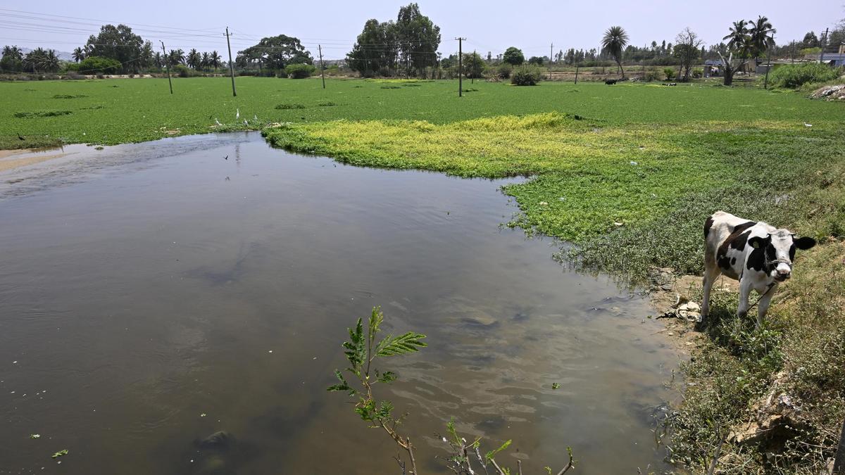 Kolar water table rises to 50-100 ft. under K.C. Valley project, says IISc