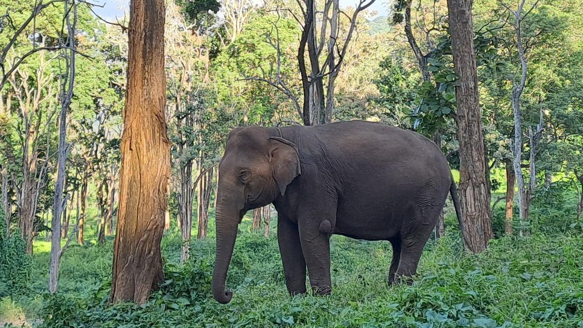 At 67, Selvi is an ever youthful matriarch of Kozhikamuthi elephant camp