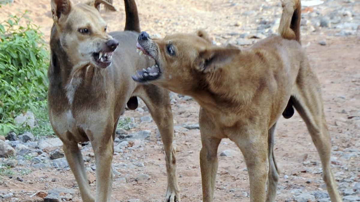 Feeding stray dogs is making them territorial and adding to menace, says Delhi High Court