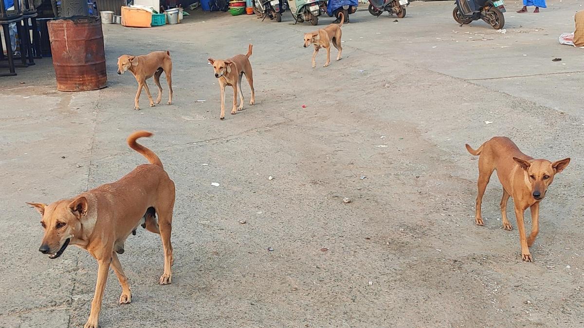 Lokayukta pulls up civic bodies over stray dog menace, seeks time-bound compliance