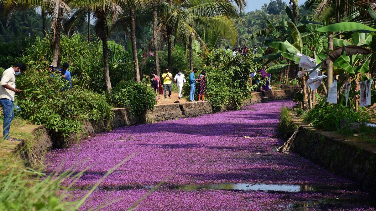 Alien invasion of a different kind: How exotic pets are threatening Kerala’s biodiversity