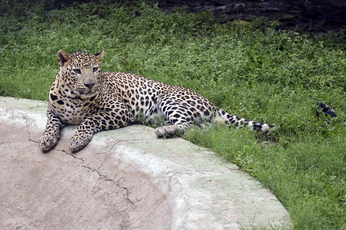 Man-eater leopard should be shot at sight, says Maharashtra Forest Minister  - The Hindu