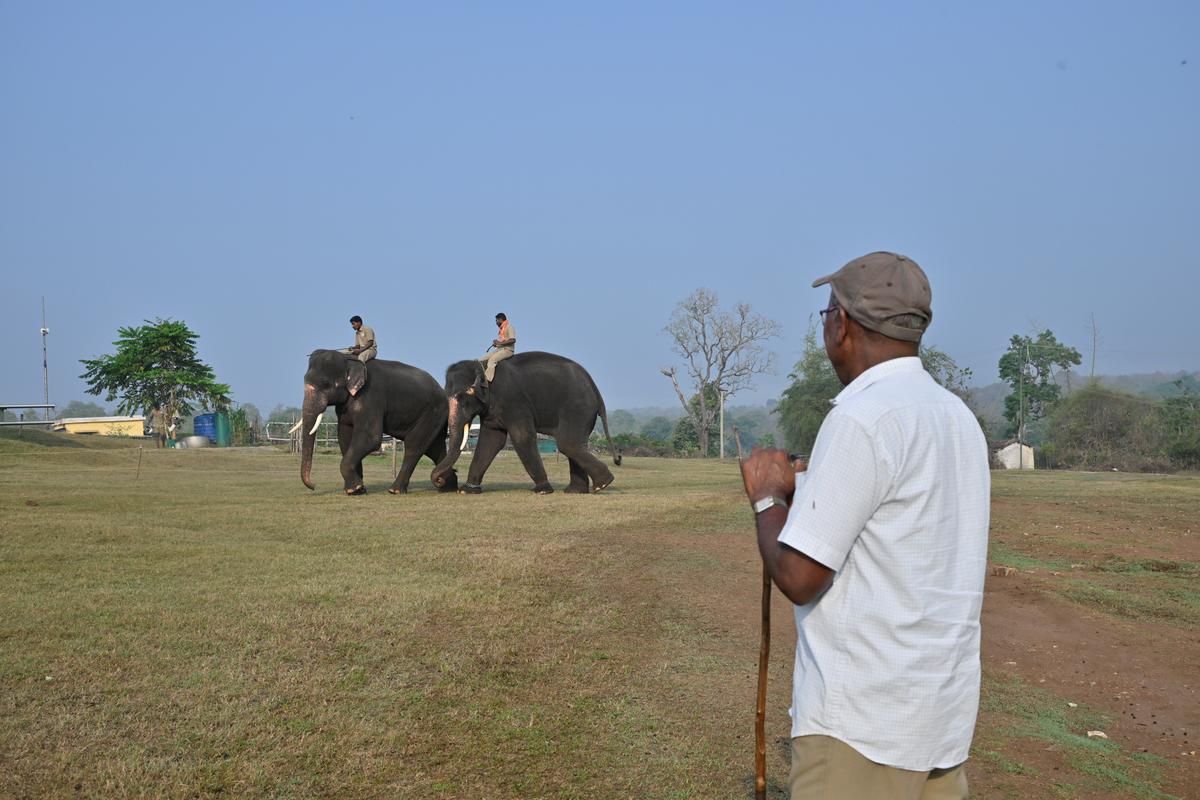 Training is a routine for camp elephants