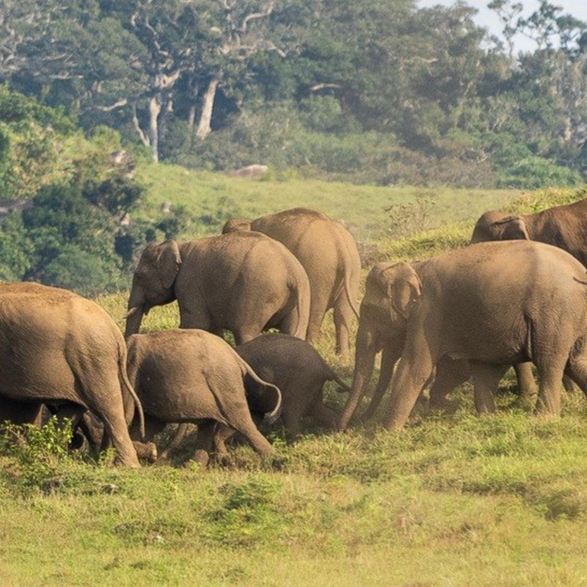 Endangered Asian elephant has lost most of its optimal habitat in Nilgiri  Reserve: Study - The Hindu