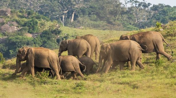 Conserving elephants in the southernmost western ghats