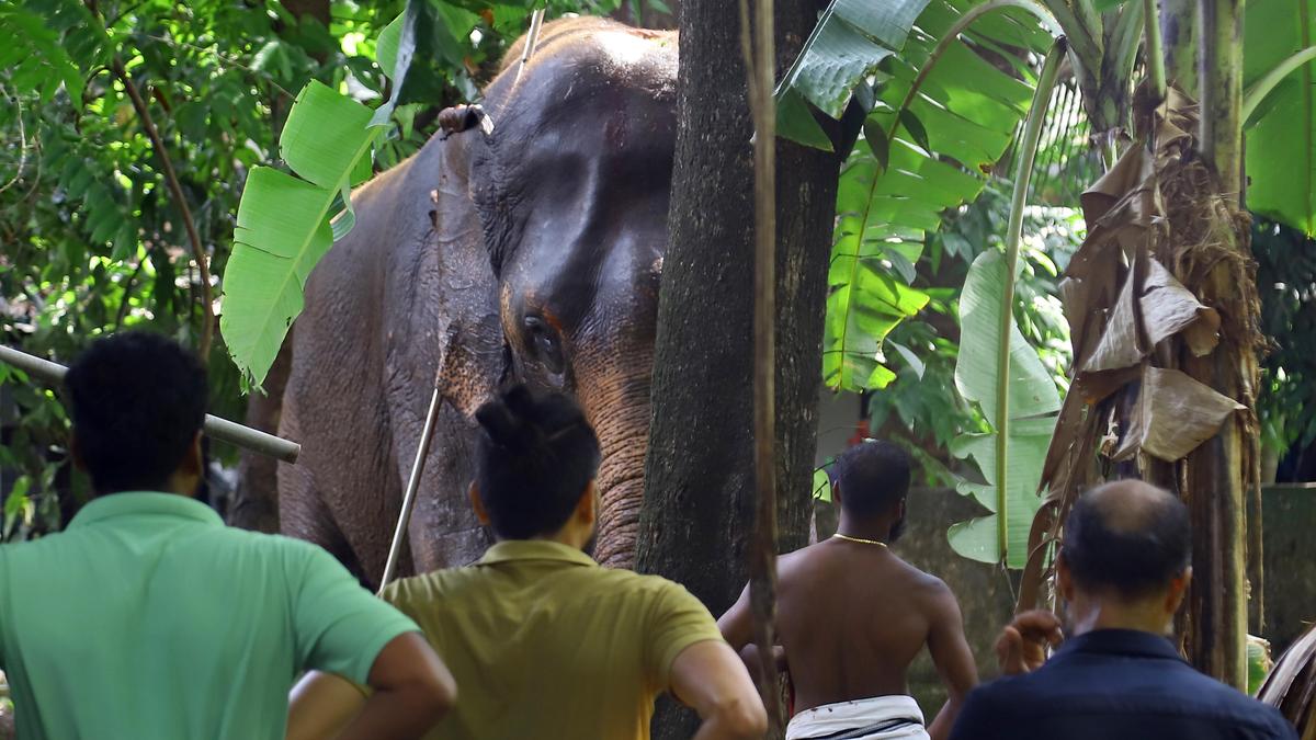 Panic, damage all around as elephant runs along busy roads in Thrissur