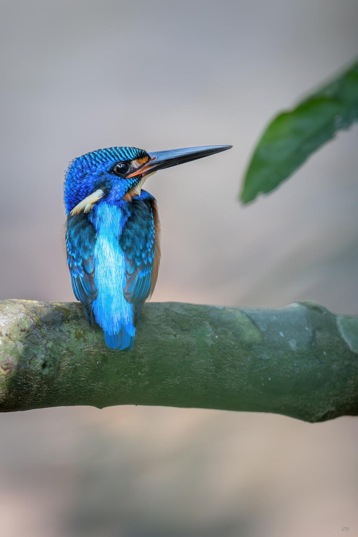 Blue-eared kingfisher