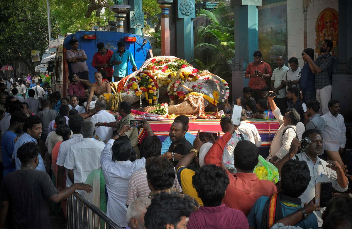 Lakshmi, elephant of Sri Manakula Vinayagar Temple in Puducherry, collapses on road, dies