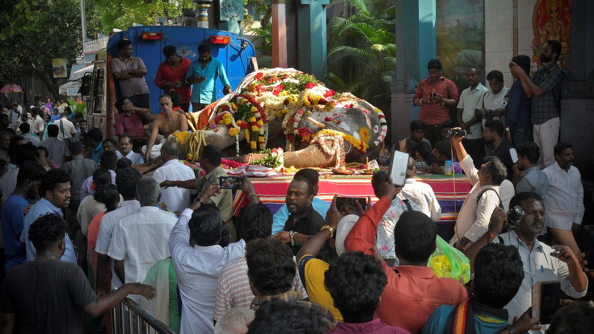 Lakshmi, elephant of Sri Manakula Vinayagar Temple in Puducherry