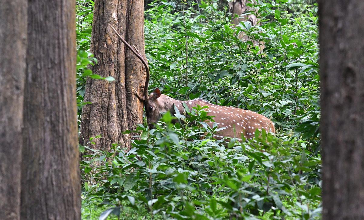 A male spotted deer at Topslip of Anamalai Tiger Reserve near Pollachi