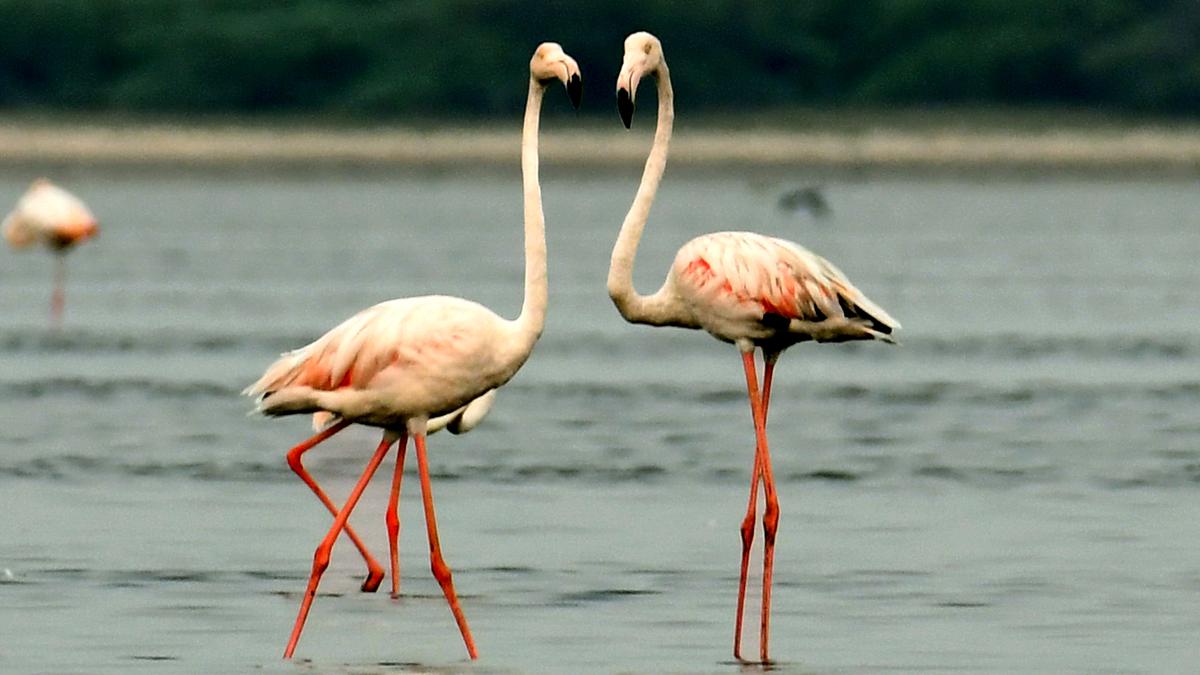 Madras Naturalists’ Society’s Chennai Bird Race is back with its 17th edition