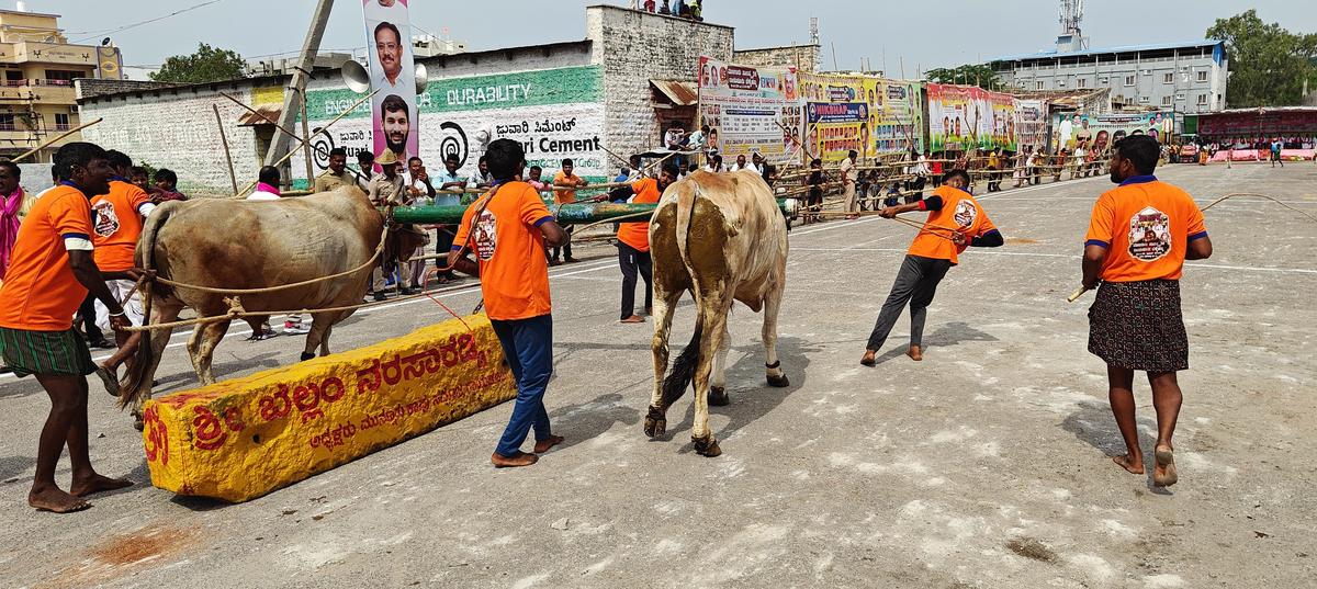 The boulder pulling competition features pairs of massive bulls dragging boulders weighing two tonnes, showcasing strength and endurance, in Raichur on June 10, 2025.