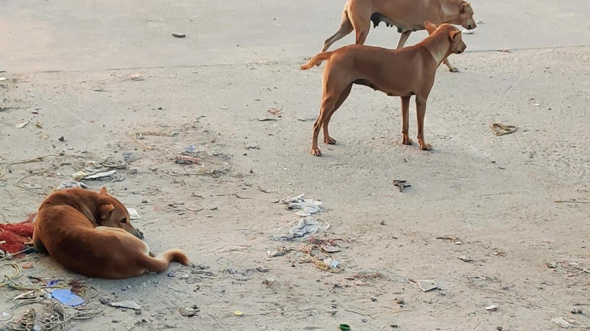 Stray dog crisis in Kollam takes a political turn