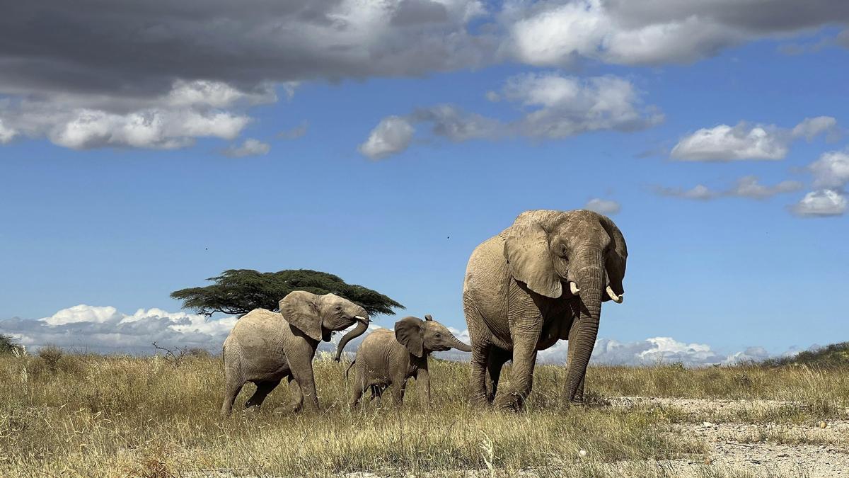 Researchers document huge drop in African elephants in a half century