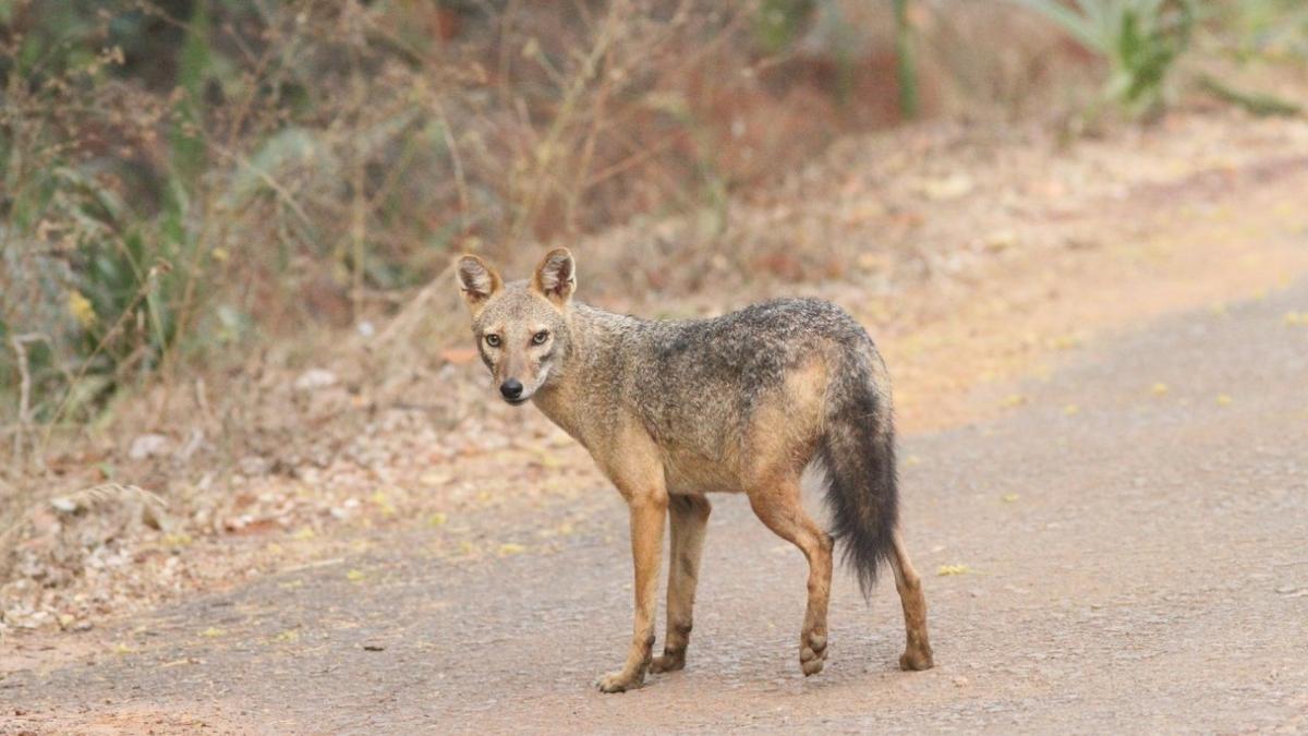 Golden jackal attack leaves six injured in Kerala’s Kannur