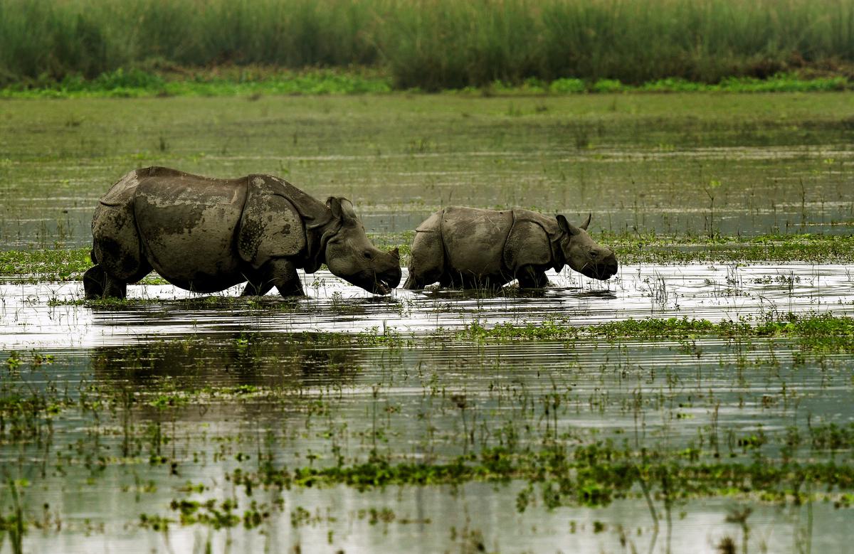 An Indian one-horned Rhino with her baby grassing in flood waters in Pobitora wild life sanctuary in Morigaon district of Assam on Friday, June 03, 2022. 