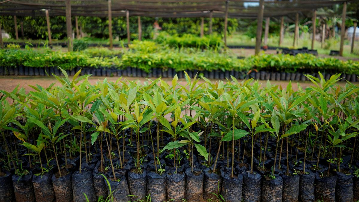Jharkhand Energy department plants 10k saplings to mark World Environment Day
