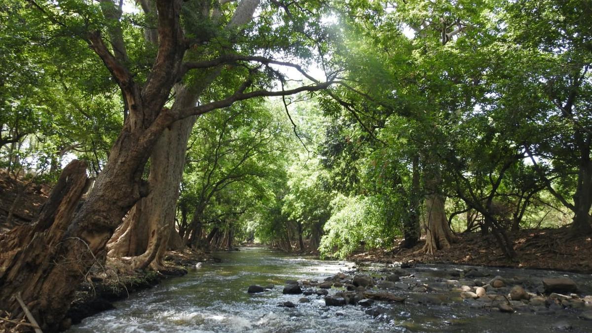 Thriving ‘neer maruthu’ trees in Mudhumalai Tiger Reserve provide refuge for endangered vultures