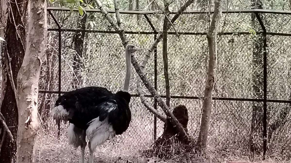 Ostriches are back at Tyavarekoppa zoo in Shivamogga